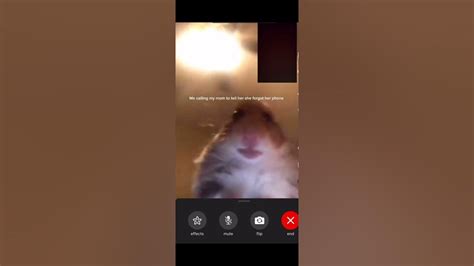 hamster facetime|Hamster FaceTime Meme Compilation .